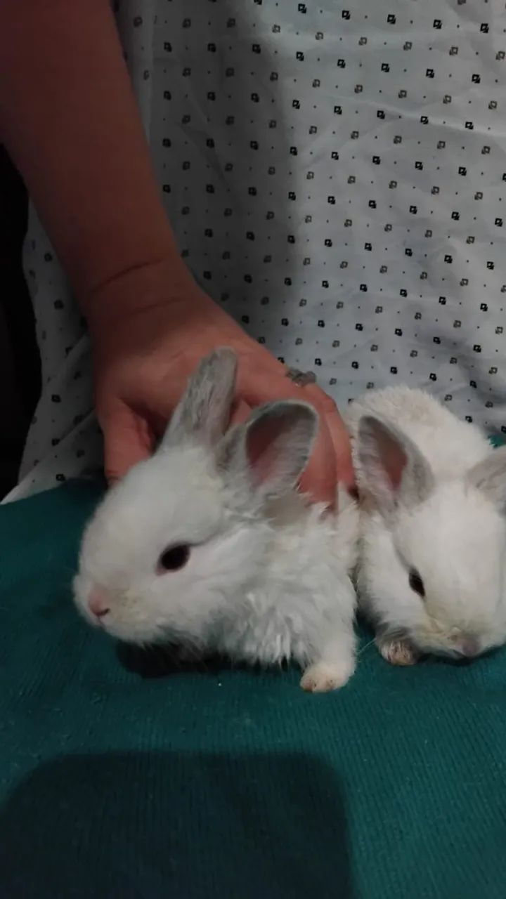 Netherland Dwarf Branco - Orelhas Cinza64606828201347122