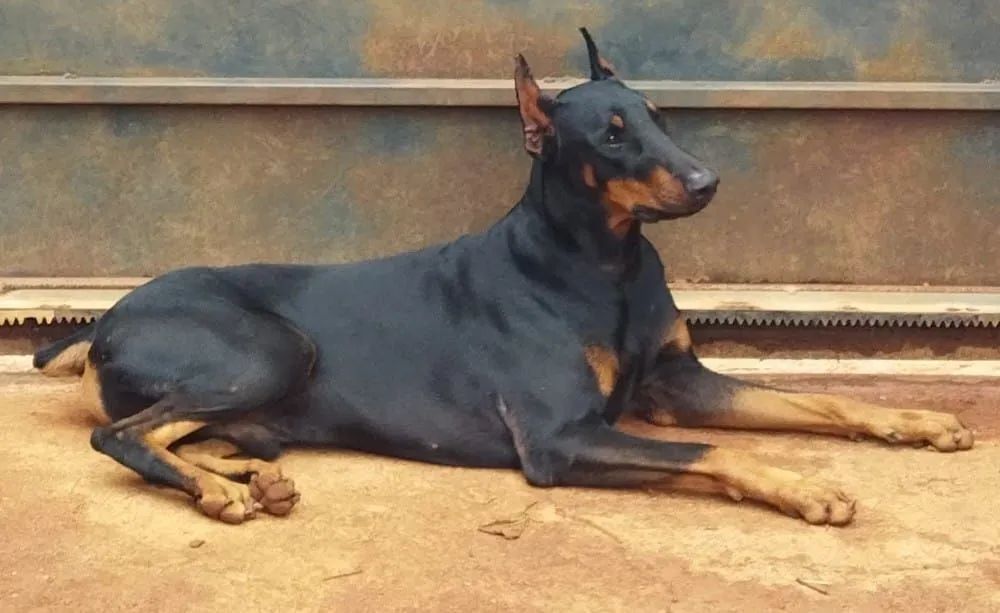 Doberman macho - Foto 4