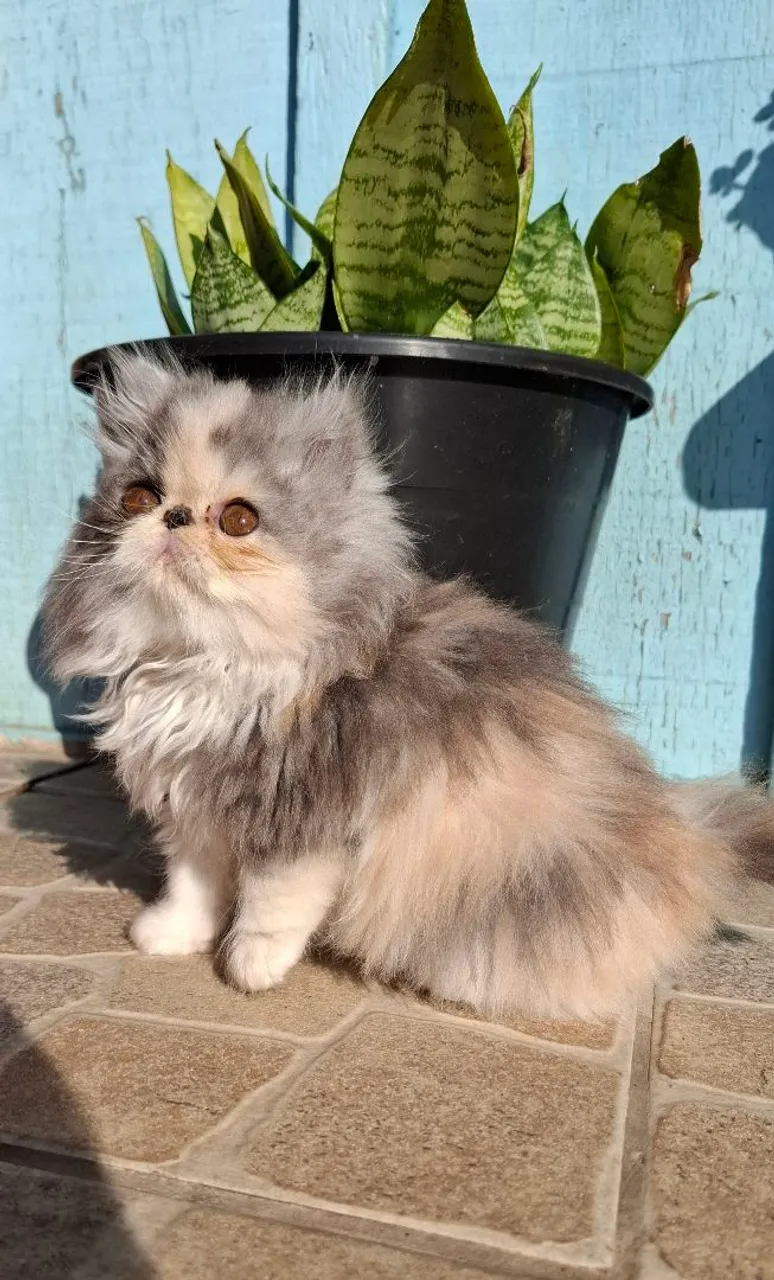 Gatinho Persa Exótico Tricolor( fêmea)