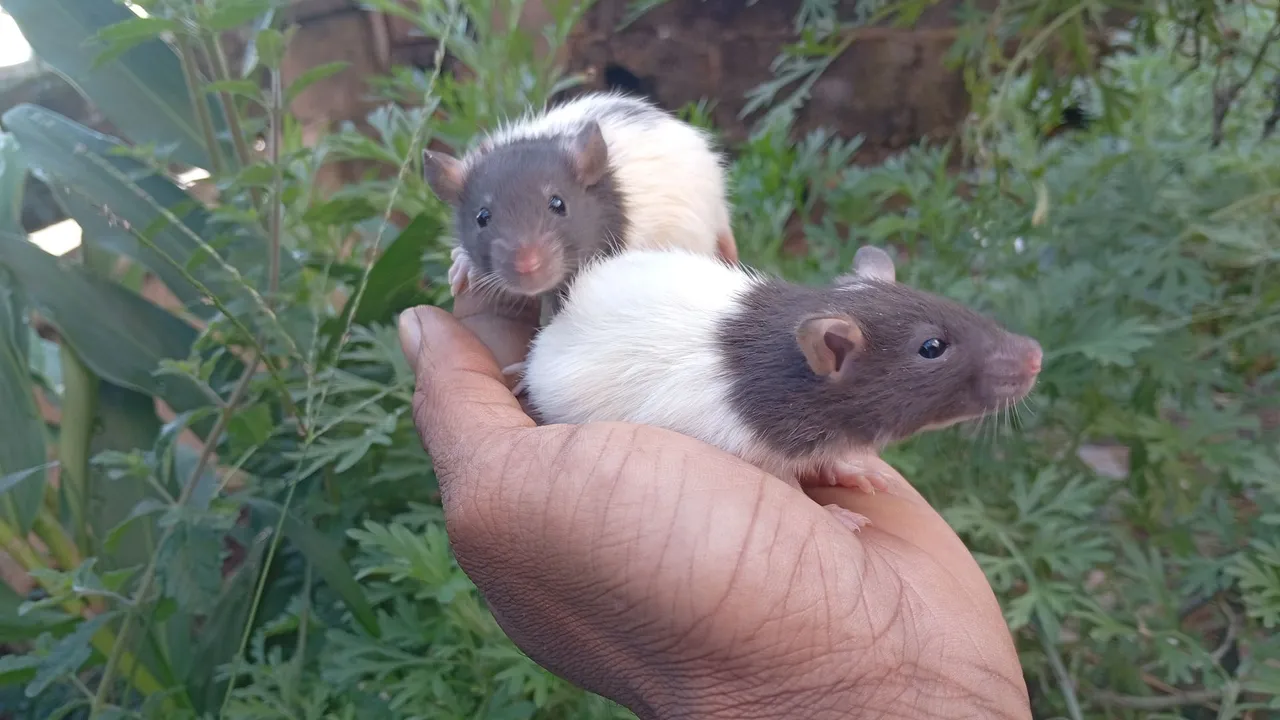 Lindos Ratinhos FÊMEAS de Estimação - Pelúcia e Companhia!