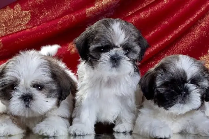 Filhotes Shih Tzu meninas