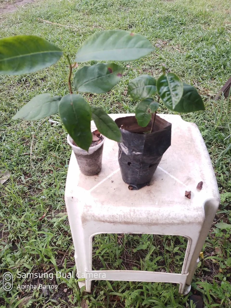 Muda de Jaca mole não exertada - Foto 2