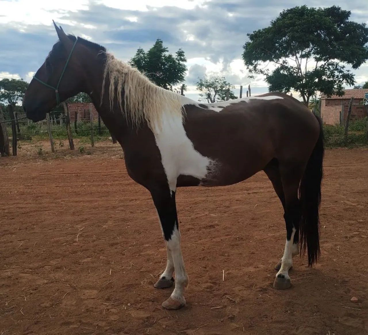 Campolina Homozigoto Registrado  - Foto 5