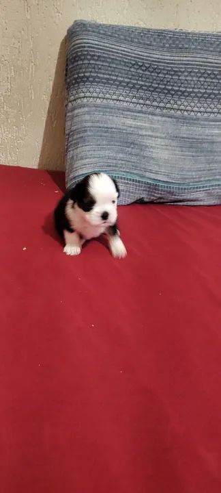 Filhote de Shih Tzu disponível!!!  - Foto 2
