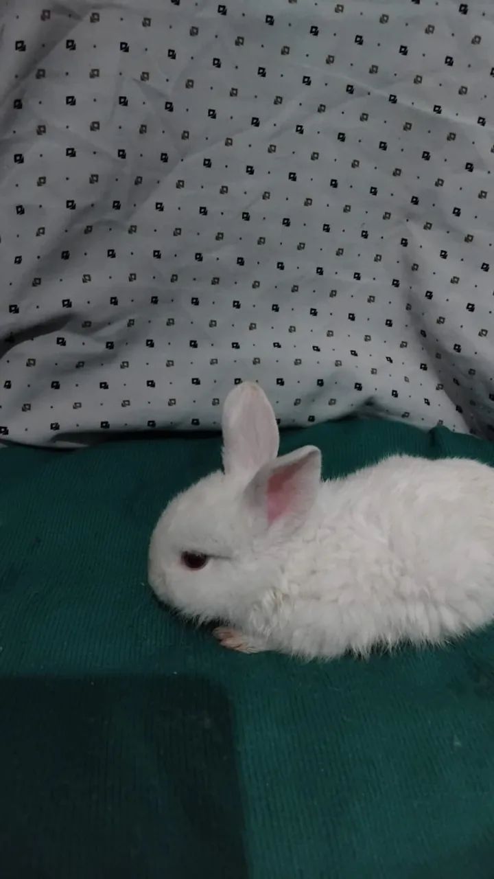 Netherland Dwarf Branco - Orelhas Cinza64606828201347121