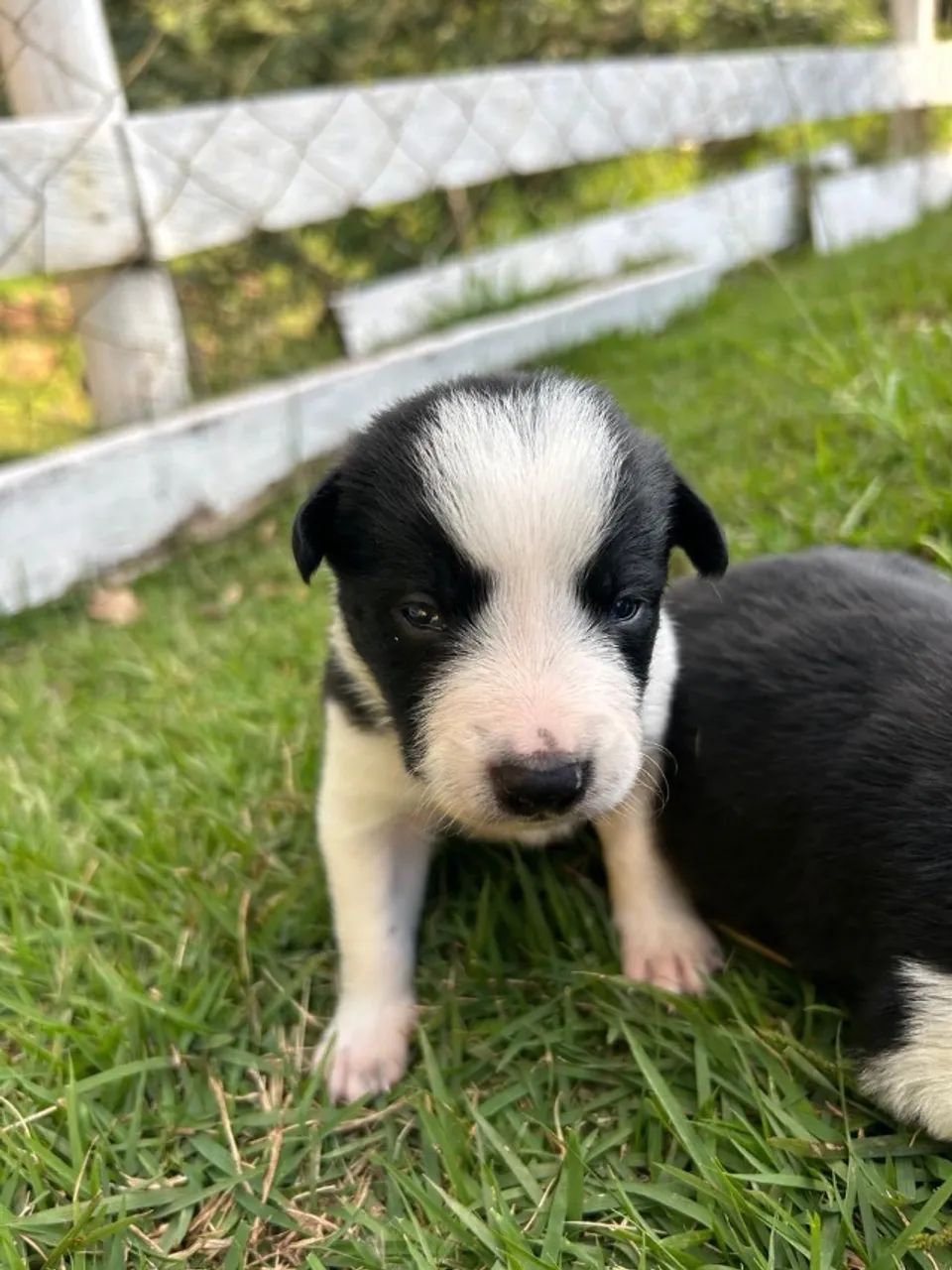 Border Collie  - Foto 5
