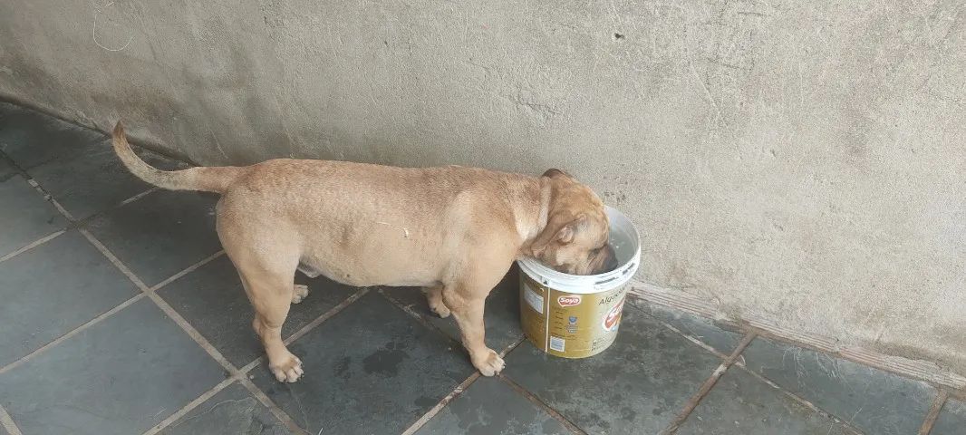 Cachorro American bully - Foto 4