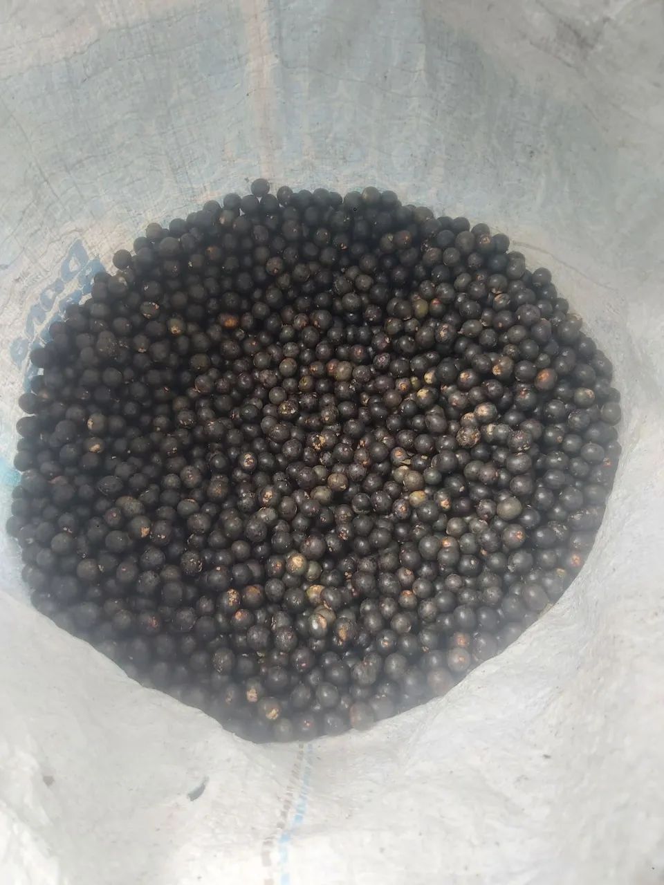 Açai 20064292884600066120