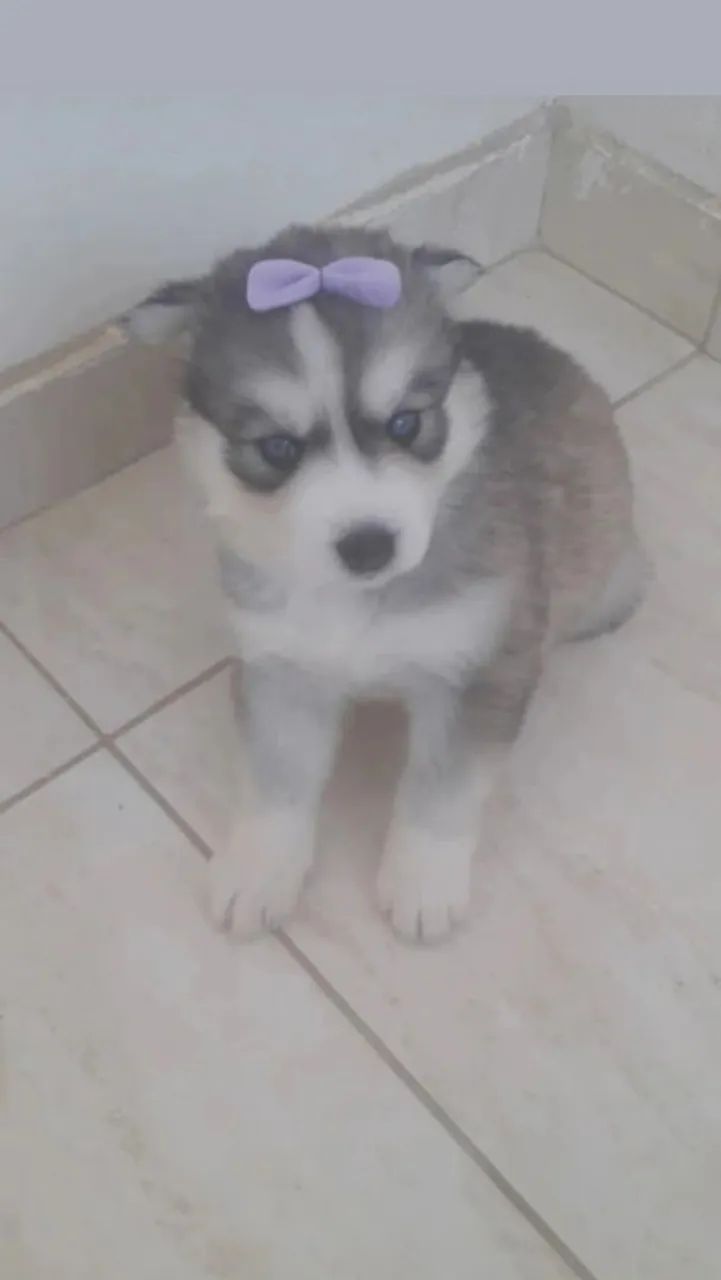 Filhote de Husky Siberiano disponível - Foto 2
