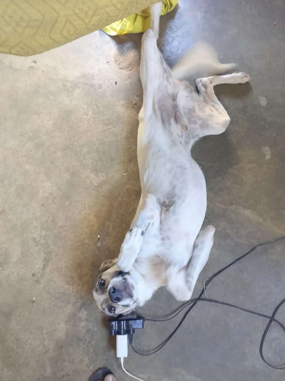 Cachorro vira lata Adorável para Adoção