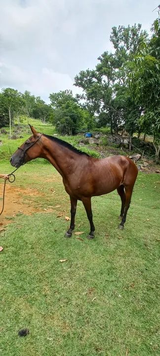 Cavalo Mangalarga Marchador - Foto 5