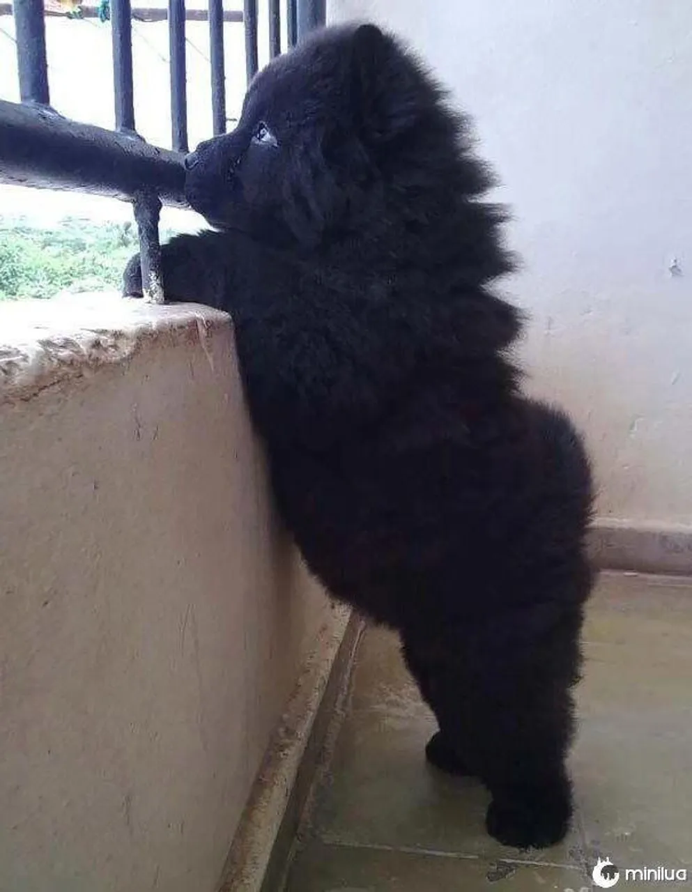 Filhotes de Chow Chow Pretos e Elegantes