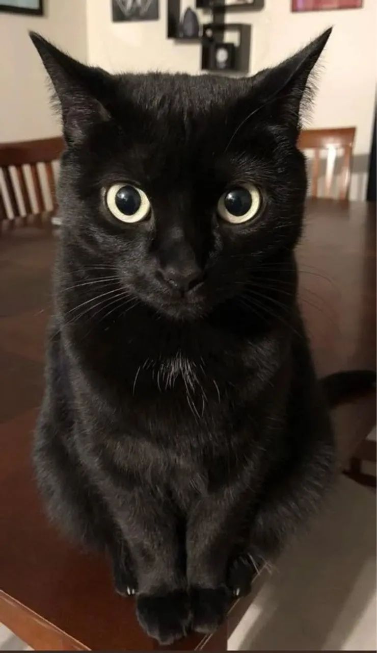 Scottish Fold Filhotes Adoráveis na Cor Preto - Foto 2