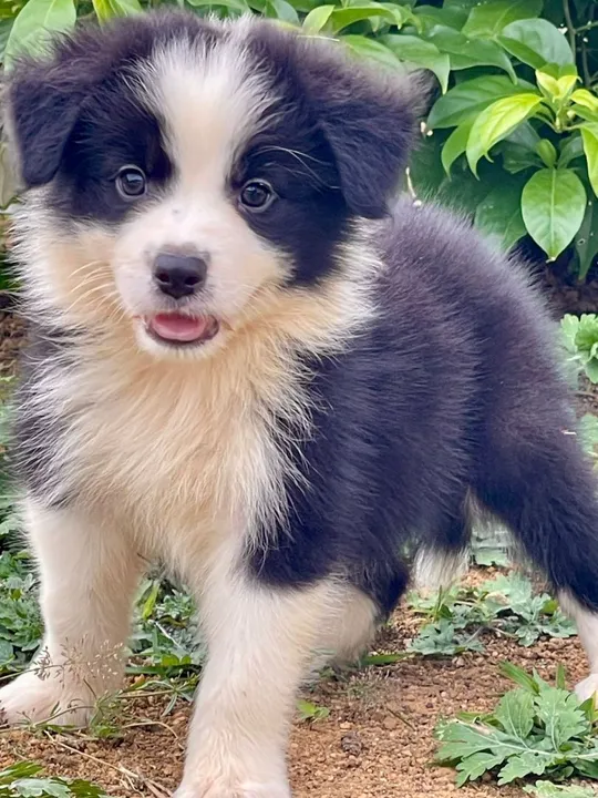 Amigão de 4 patas