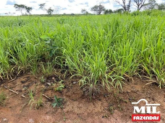 Fazenda na Lagoa da Confusão-TO. . 213 Alq. (1.030 Há) - Foto 3