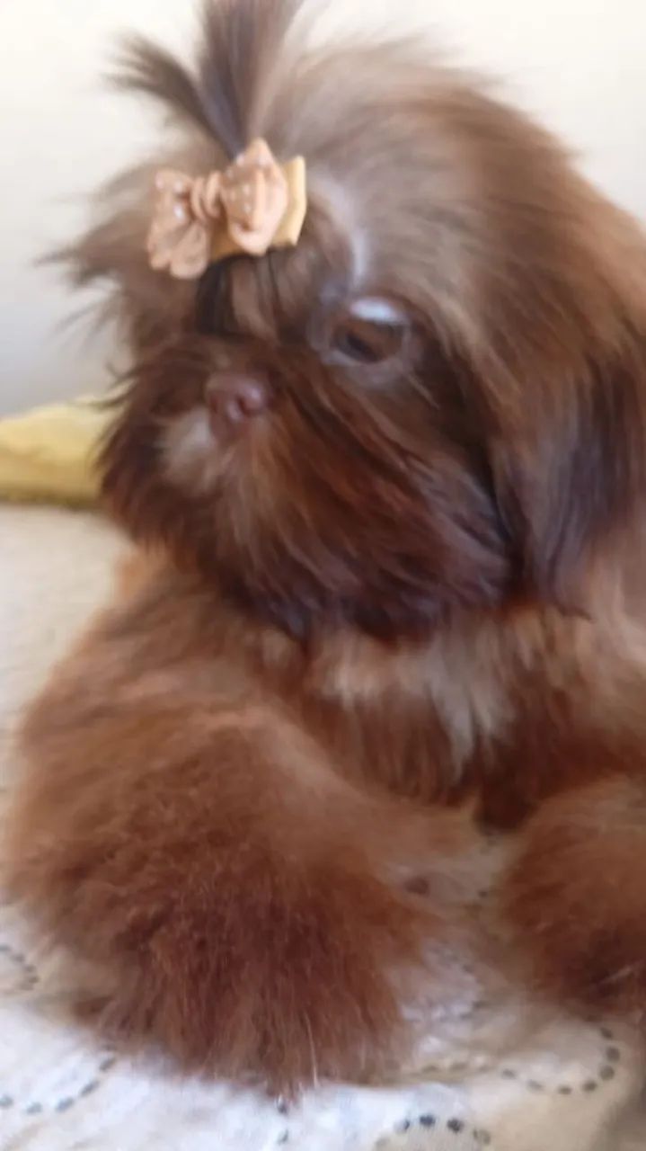 Shih Tzu Fêmea microzinha 