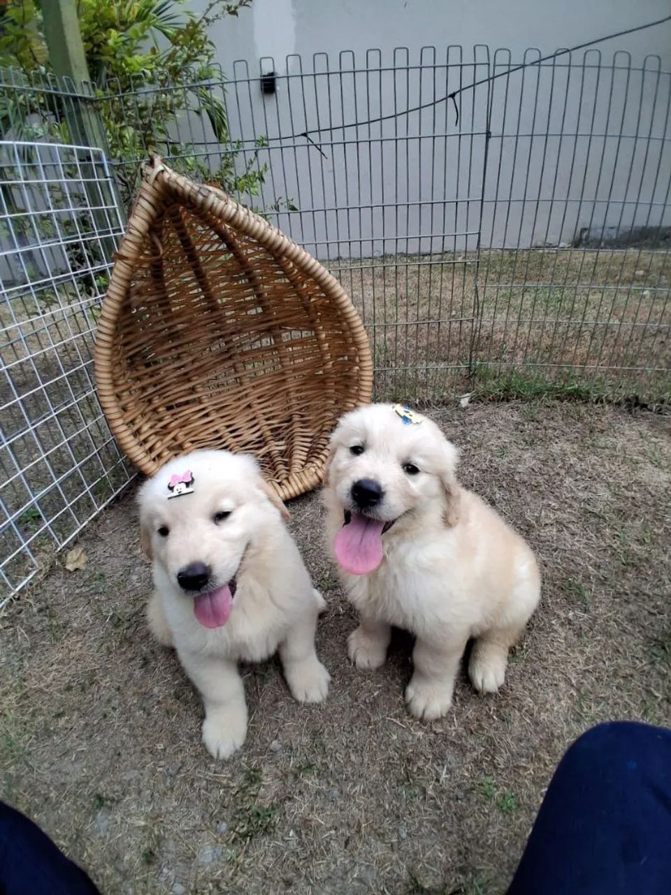 Golden Retriever - Foto 5