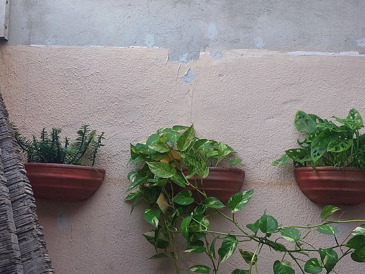 Plantas - Foto 2