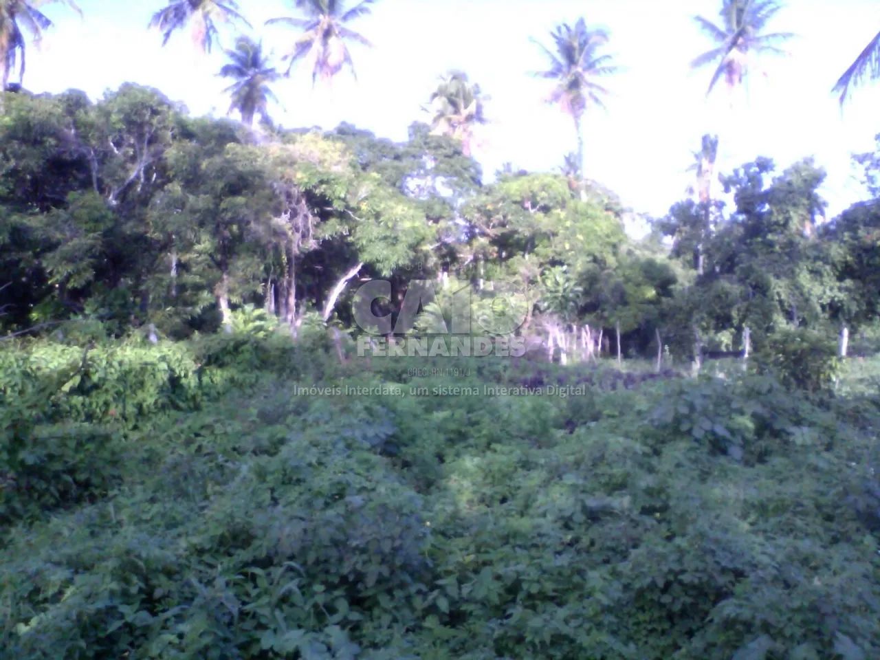 Terreno no centro de Macaíba - Foto 4