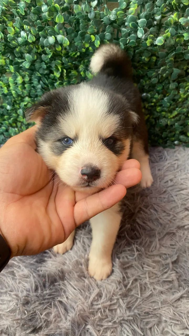 Cachorro hasky siberiano
