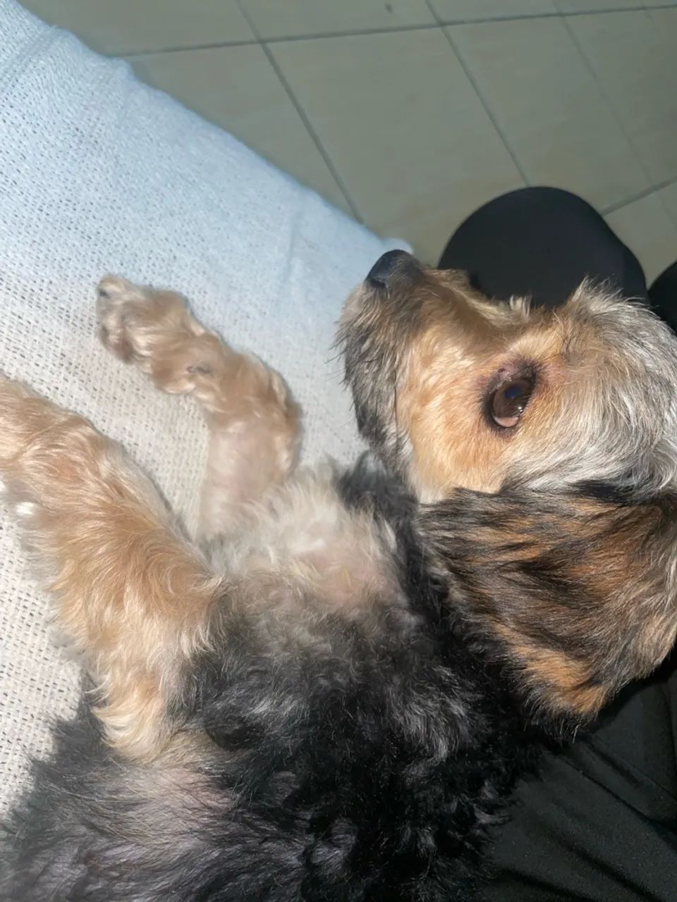 Cachorro 