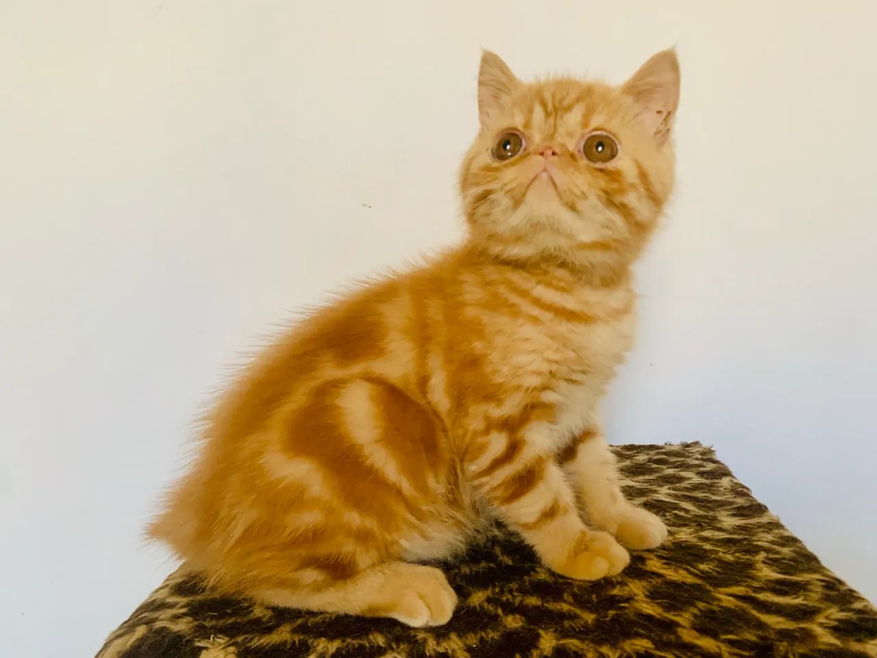 Filhote gato persa exótico show Garfield  - Foto 3