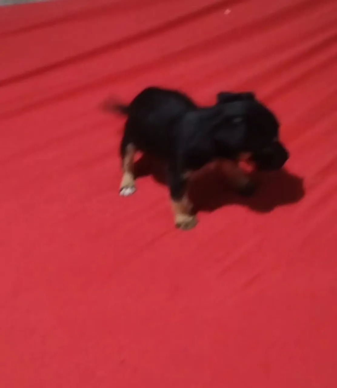 Pinscher macho 
