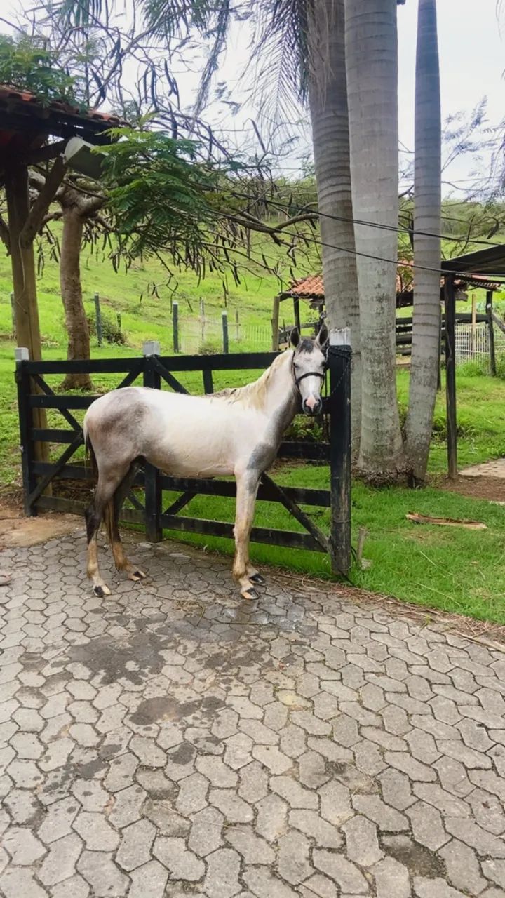 Potro  - Foto 3