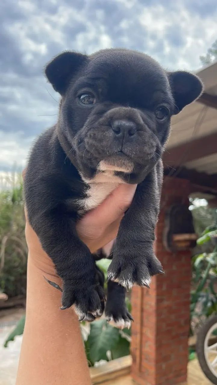 Buldog francês 