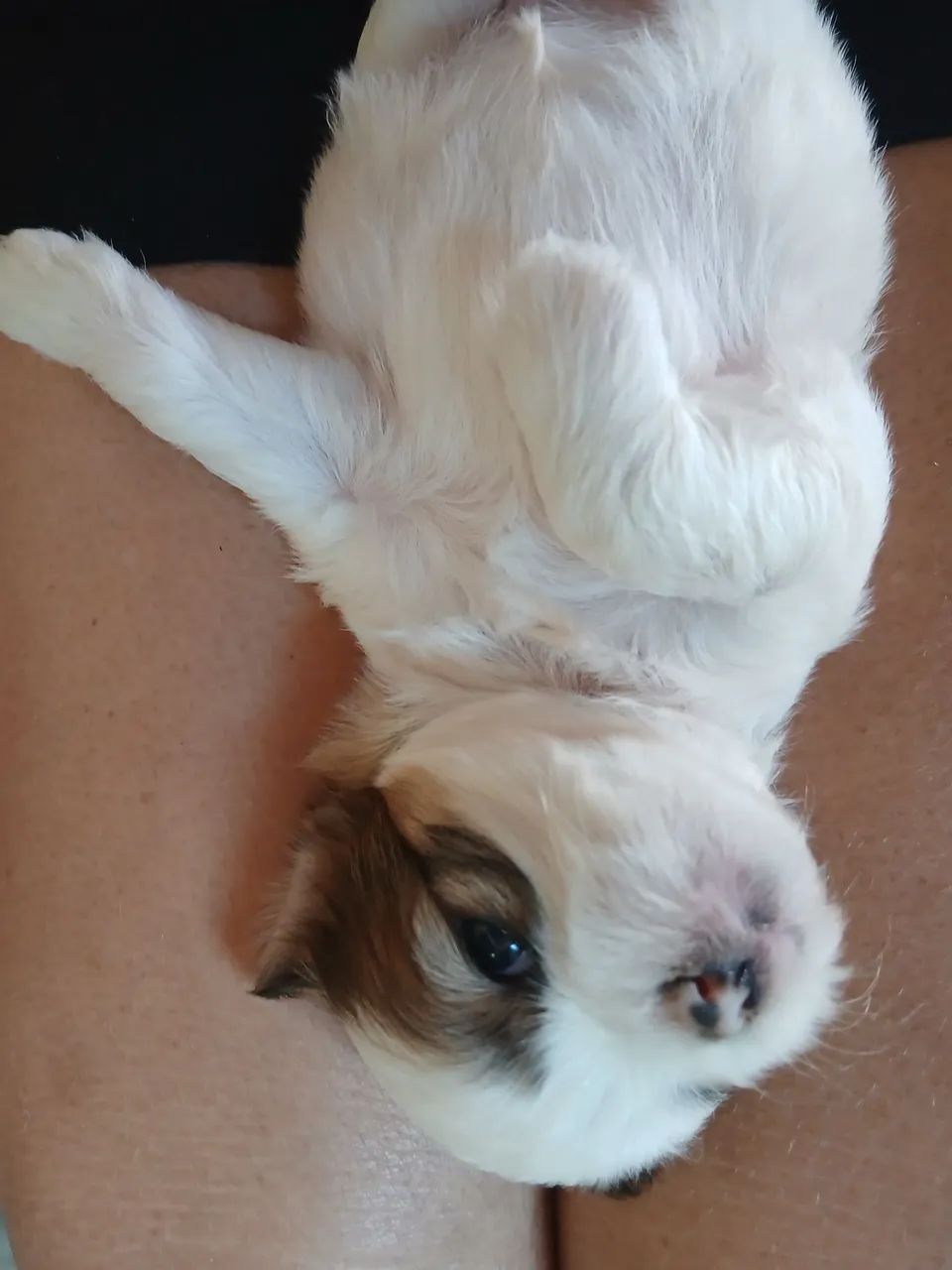 Filhote de ilhasa apso - Foto 4