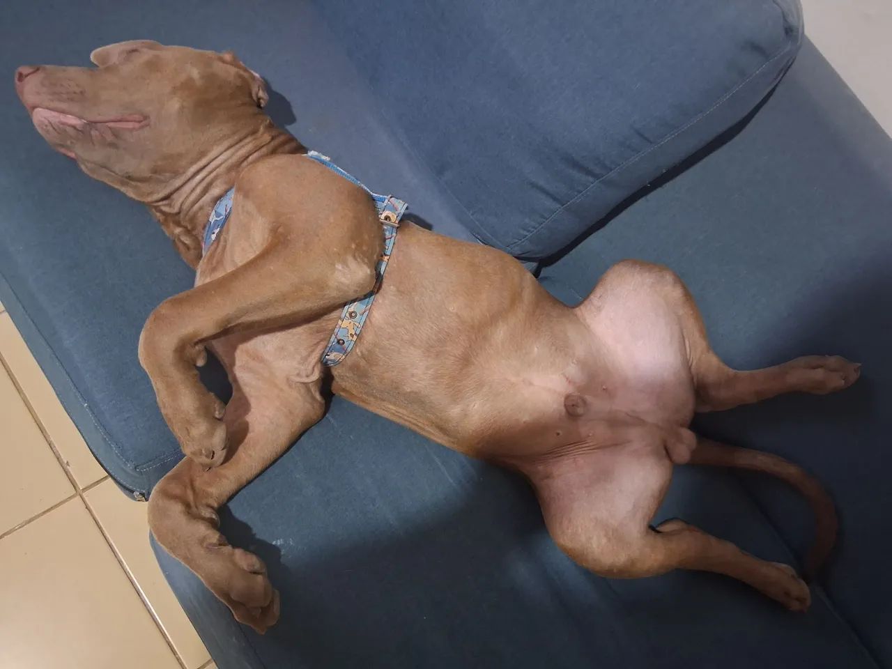 Cachorro 
