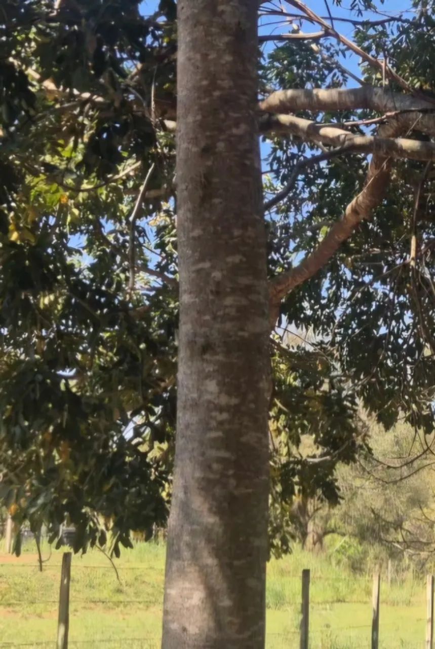 Toras de Mogno Africano
