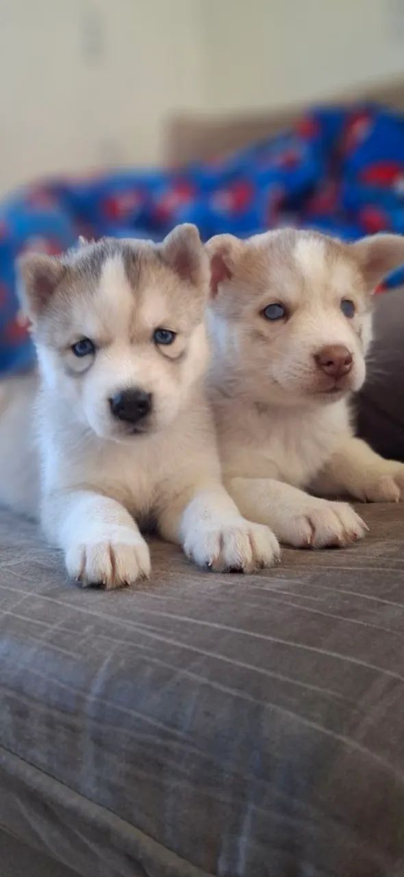 Filhotes de husky siberiano  - Foto 3