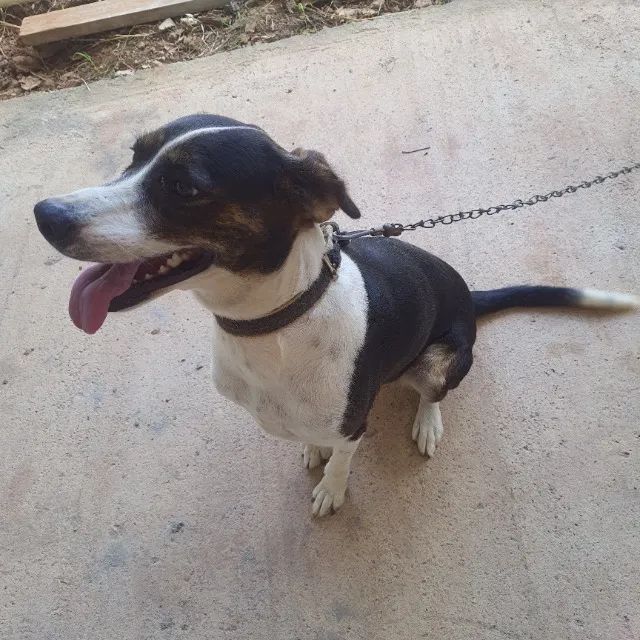 Cachorro  - Foto 2