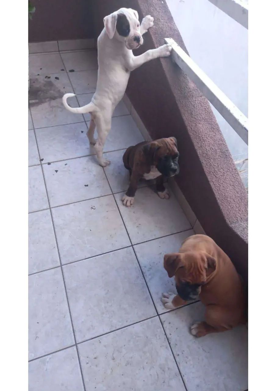 Filhotes de Boxer à Venda - Foto 3