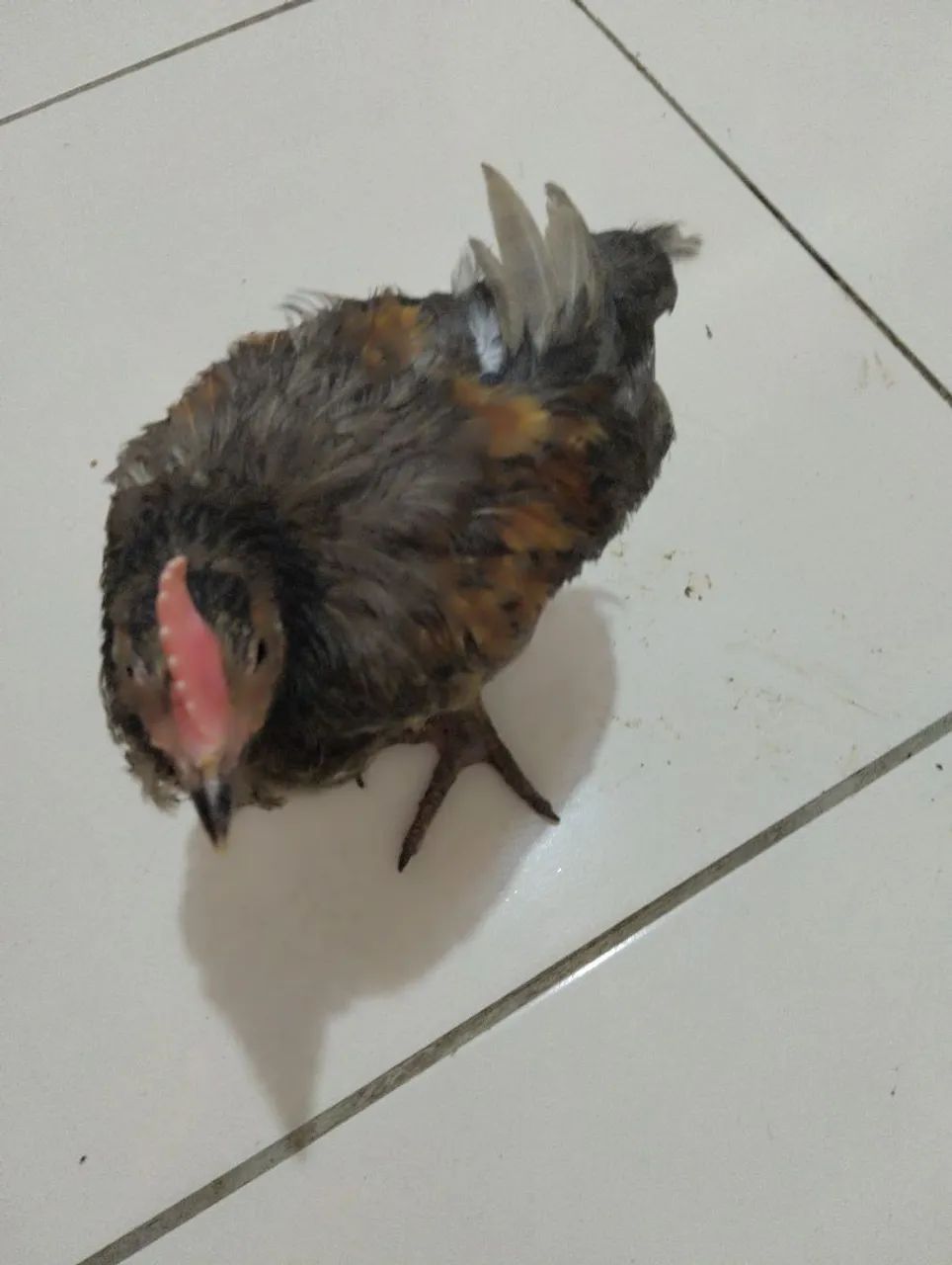 Frango