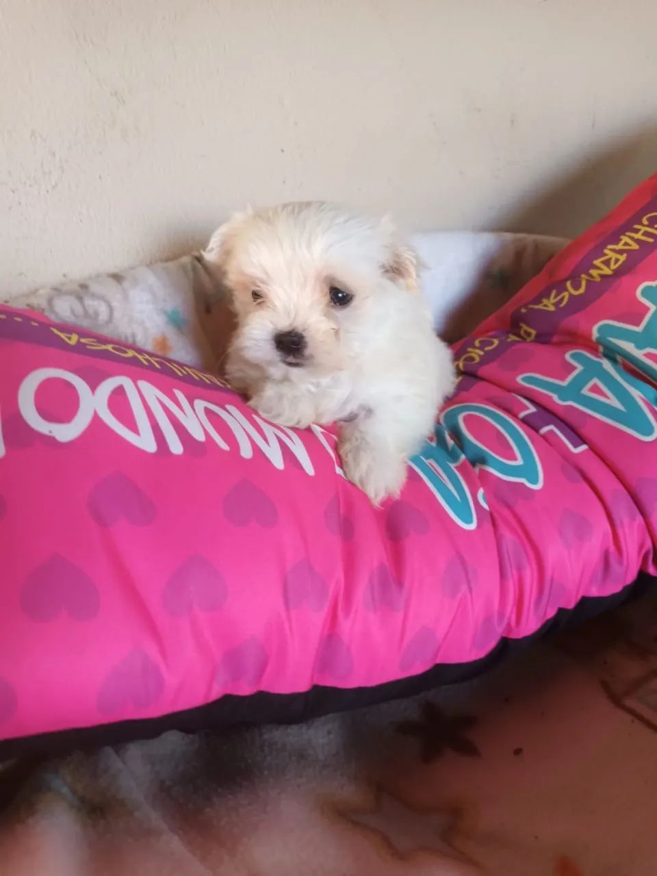 Maltês