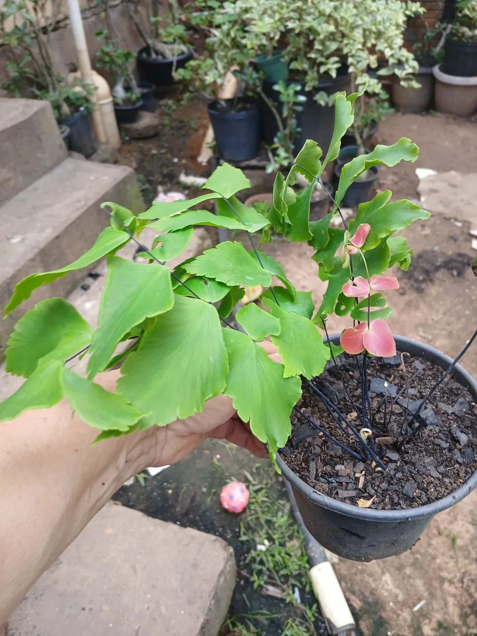 Plantas e flores - Foto 4