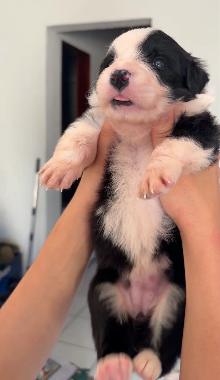 Border collie com ótima linguagem.  - Foto 2