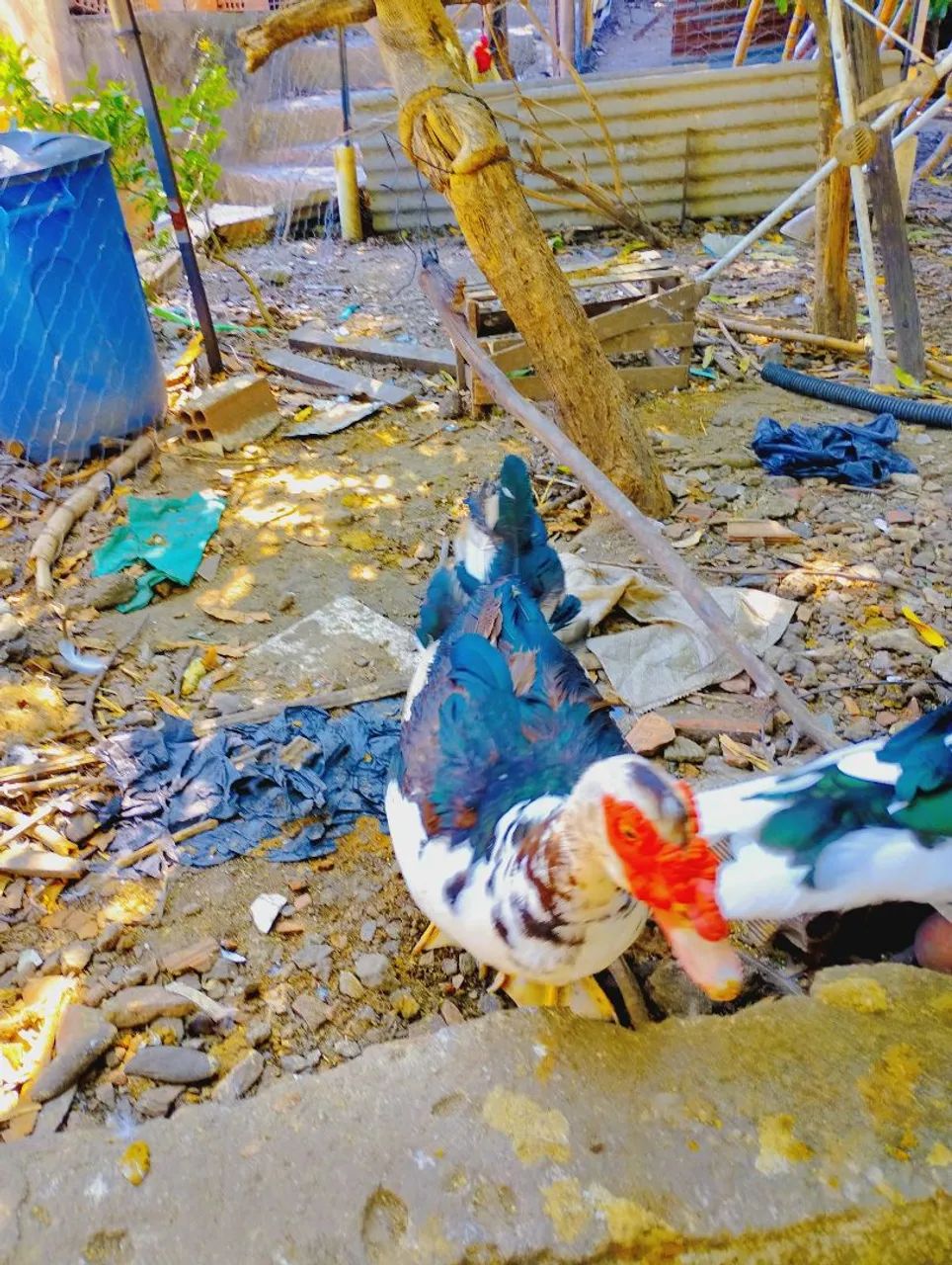 Patos ! - Foto 2