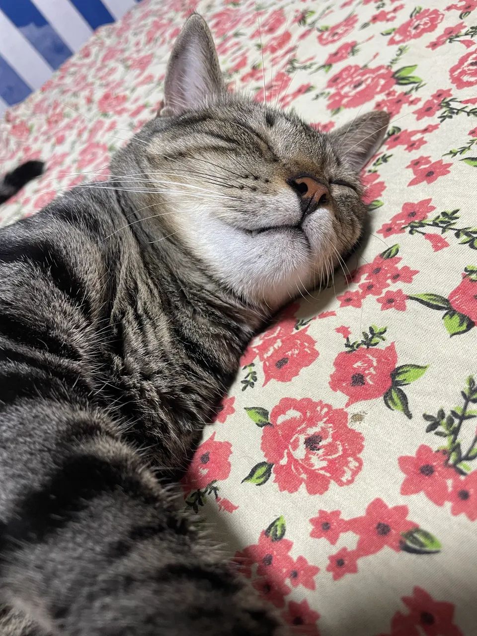 Adoção responsável