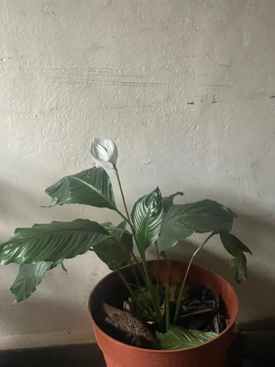 Plantas 