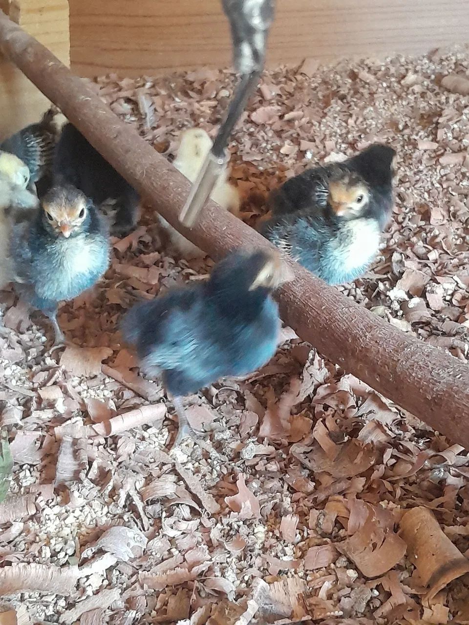 Pintinhos Sebright Dourados 
