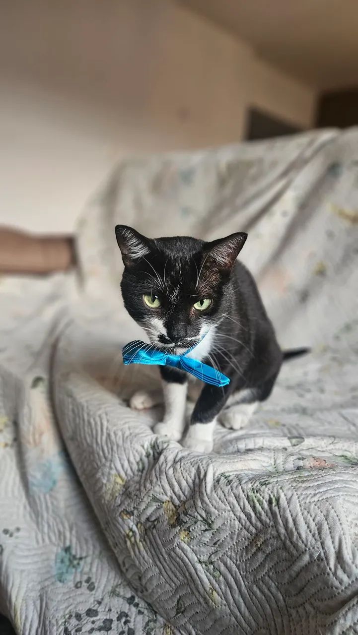 Gatinho amoroso para adoção  - Foto 4