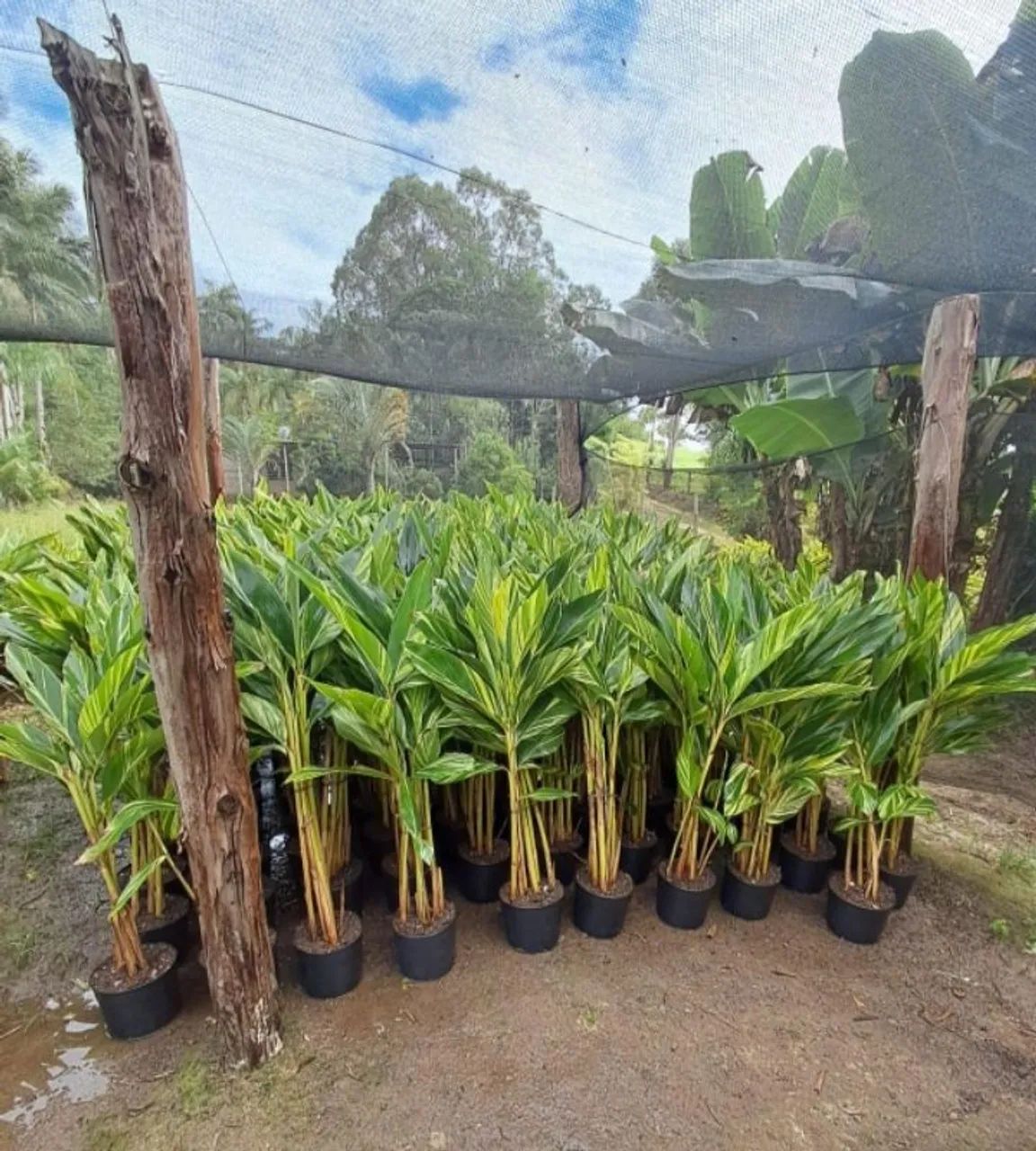 Alpinia Variegata 
