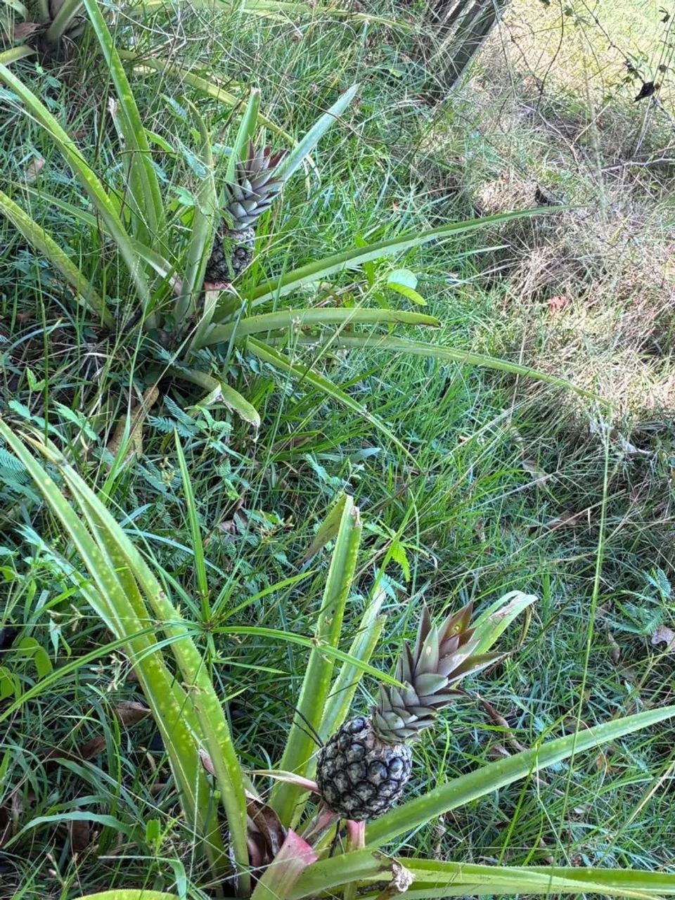 Vendo terreno. - Foto 3