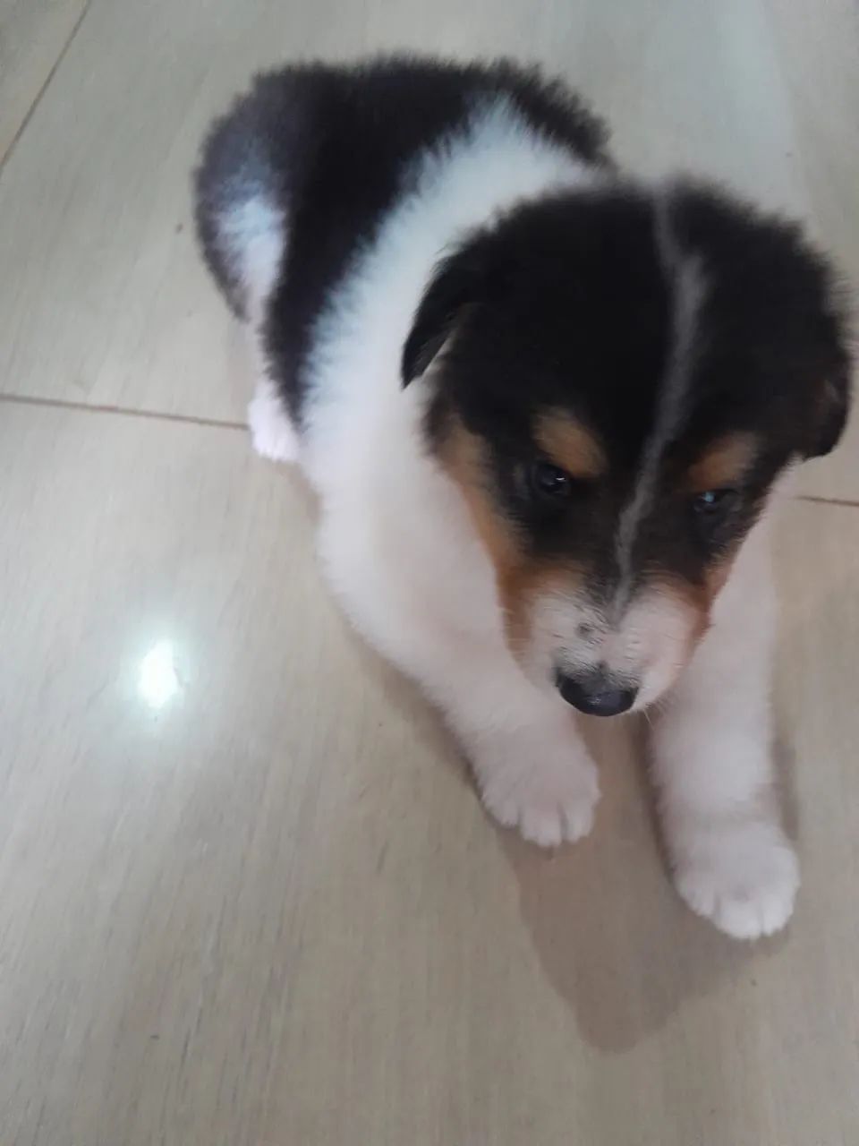 Filhote de Border collie - Foto 4