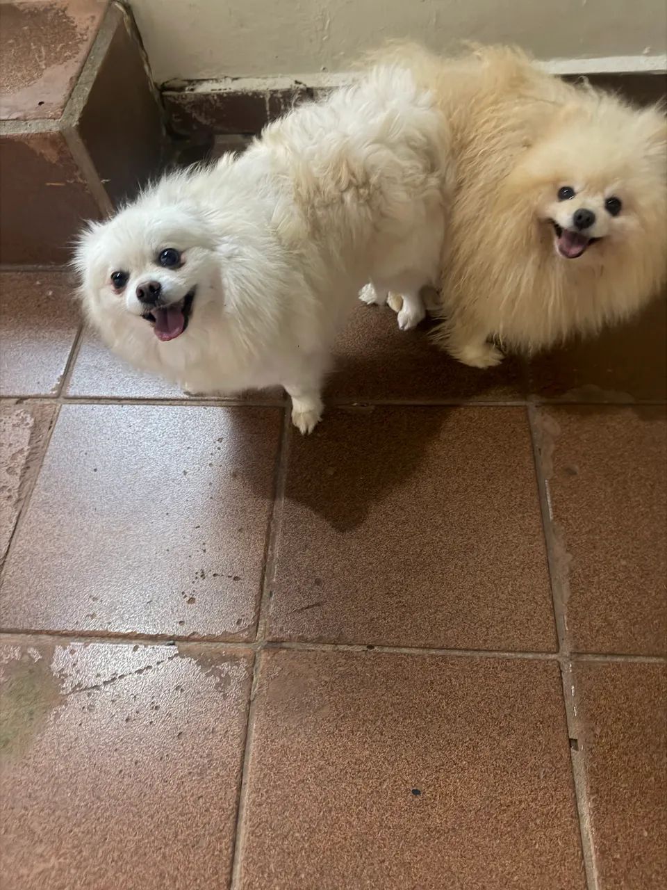 Spitz alemão  - Foto 2