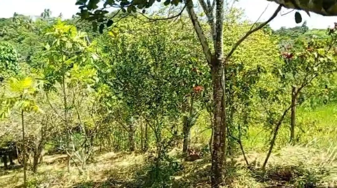 Sítio para lazer e descanso. - Foto 3