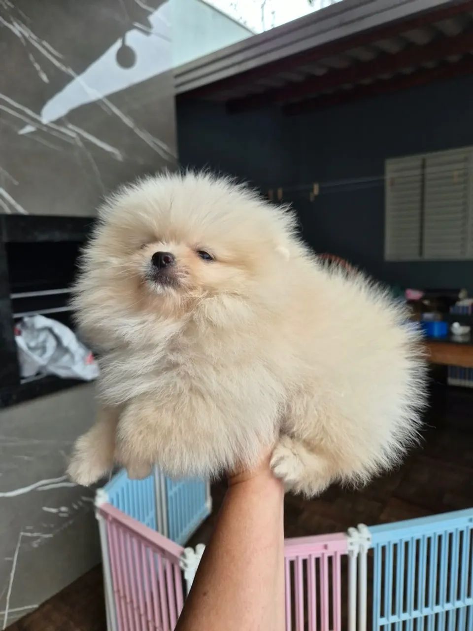 Spitz Anão Macho - Foto 2